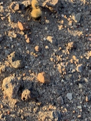 Dasymutilla arenivaga