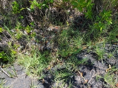 Paspalum vaginatum