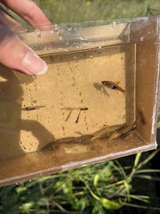 Neon Blue Rasbora photo 2