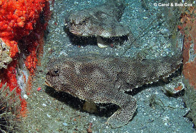 Spotted Batfish