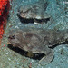 Spotted Batfish - Photo (c) Cox Carol & Bob, some rights reserved (CC BY-NC-SA)
