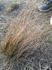 Juncus distegus