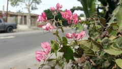 Antigonon leptopus