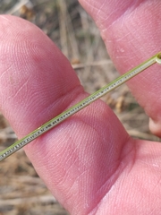 Juncus distegus
