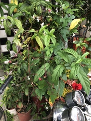 Clerodendrum schmidtii
