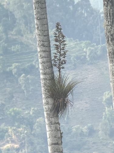 Tillandsia longifolia, photograph 1