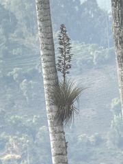 Tillandsia longifolia, photograph (c) harrier, some rights reserved (CC BY)