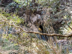 Petroica macrocephala