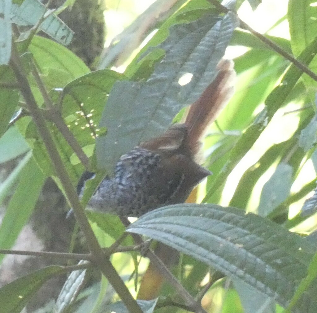 Rufous-tailed Antbird