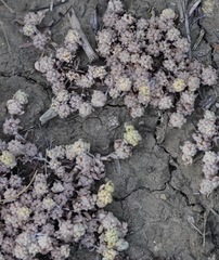 Psilocarphus tenellus