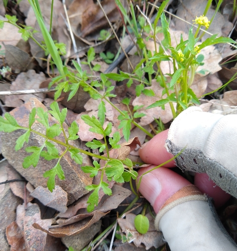 Image of Sanicula bipinnata by no rights reserved