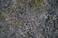 Psilocarphus tenellus