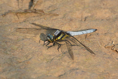 Orthetrum internum