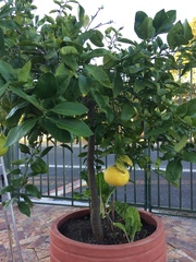Citrus paridisi