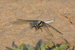 Orthetrum internum