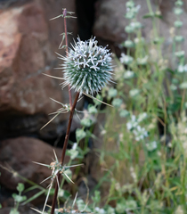 Echinops erinaceus