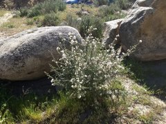 Ceanothus perplexans