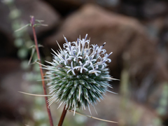 Echinops erinaceus
