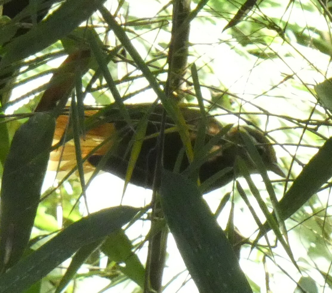 White-collared Foliage-gleaner (Anabazenops fuscus), photo 10