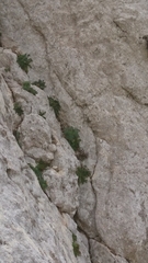 Seseli gummiferum