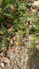 Anthyllis circinnata