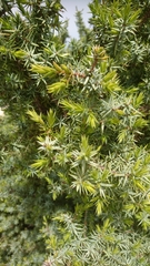 Juniperus oxycedrus