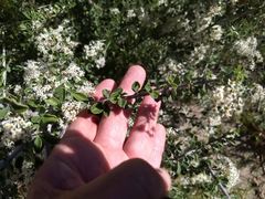 Ceanothus perplexans