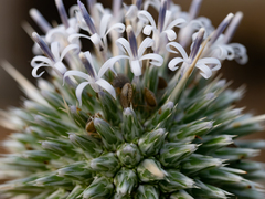 Echinops erinaceus