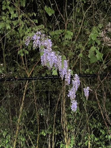 Foto de Glicínia