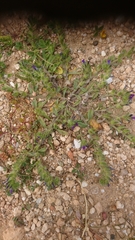 Echium arenarium