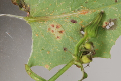 Miyagia pseudosphaeria