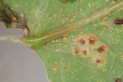 Miyagia pseudosphaeria