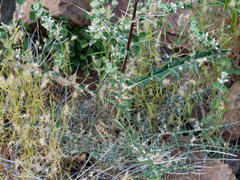Echinops erinaceus