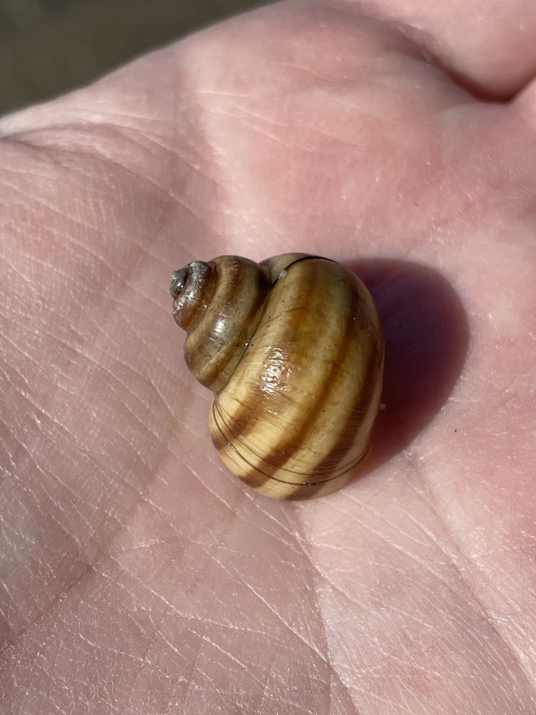 Banded Mystery Snail from Silver Lake, Tay Valley, ON, CA on March 13 ...