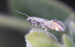 Lithariapteryx jubarella