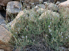 Lavandula subnuda