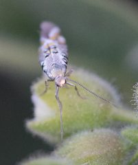 Lithariapteryx jubarella