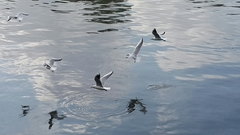 Chroicocephalus ridibundus