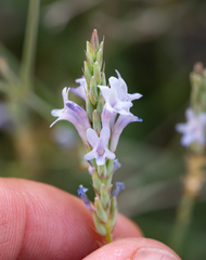 Lavandula subnuda
