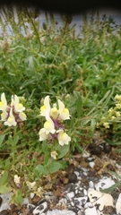 Linaria triphylla