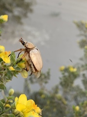 Pseudocotalpa giulianii
