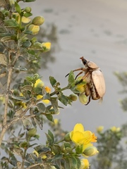 Pseudocotalpa giulianii