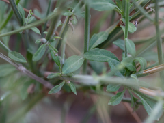 Lavandula subnuda