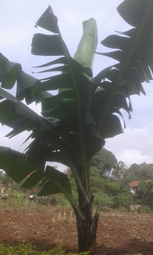 Musa acuminata image