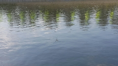 Chroicocephalus ridibundus