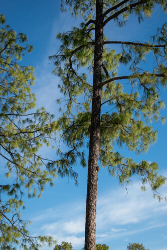Pinus luzmariae (Pinus luzmariae)
