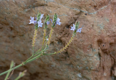 Lavandula subnuda