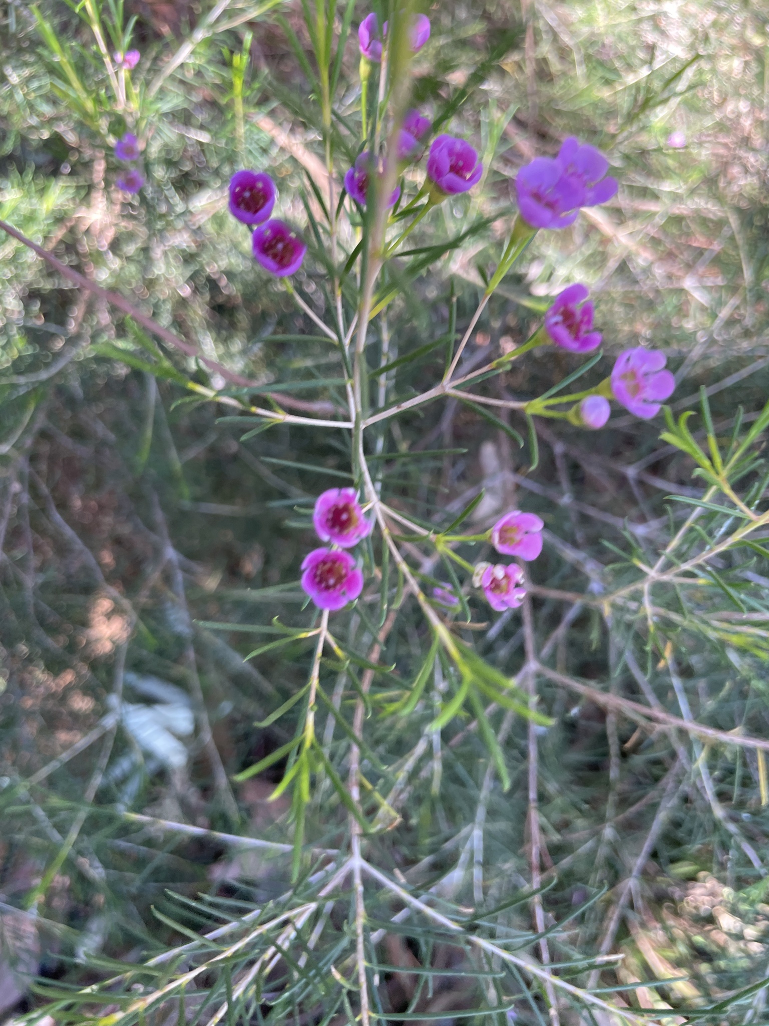 Imagem de Flor-de-cera
