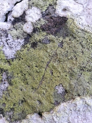 Rinodina