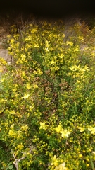Hypericum empetrifolium